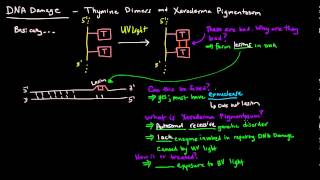 DNA Damage  Thymine Dimers and Xeroderma Pigmentosum [upl. by Tizes]