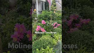 David Austin Molineux Tree Roses youtubeshorts shortsvideo [upl. by Lenoil717]