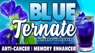 What is Blue Ternate  Blue Butterfly Pea Health Benefits [upl. by Fanchie]