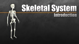 Introduction to the Skeletal System In 7 Minutes [upl. by Romelle132]