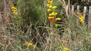 Monarch Butterflies Begin Annual Migration from Cape May to Mexico [upl. by Tillio695]