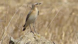 Isabelline Wheatear Oenanthe isabellina Αμμοπετροκλής  Cyprus [upl. by Christa]