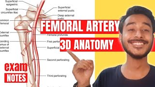 Femoral Artery Anatomy 3D  branch of femoral artery anatomy  femoral artery course anatomy [upl. by Olympias]