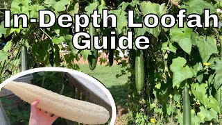 How to Grow Loofah Gourds InDepth Guide  How to Grow Loofahs Part 3 [upl. by Anagnos]