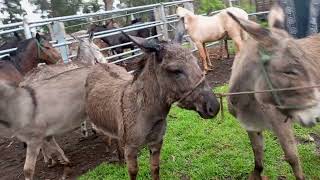 sección Caballos en la feria de Ambato Tungurahua Ecuador [upl. by Sussi578]