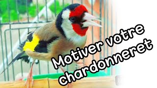 chardonneret chant dappel Pour motiver les chardonnerets qui chantent l poussins de premier jour [upl. by Rocca]