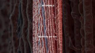 quotMyofibrils The Contractile Engines of Muscle Fibersquot [upl. by Coulter]