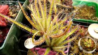 Drosera regia  The King Sundew Carnivorous Plant [upl. by Enirual97]