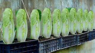 Super delicious Cabbage easy to grow at home no need for a garden [upl. by Assek]