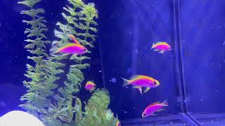 Ventralis Anthias [upl. by Mientao]