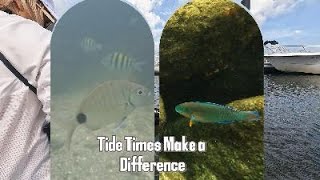 Tide Times Make a Difference The Secret to Turning Murky Waters Crystal Clear for Snorkeling [upl. by Port]