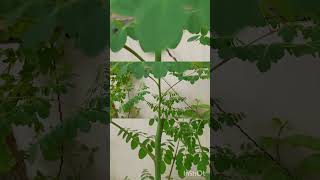 sahajan plant ke fayde sahajan plant fayde shorts youtubeshorts aaokuchjane1 gardening [upl. by Yaras]