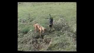 Lurcher training field craft from 12 months on part 2 [upl. by Kampmeier]