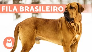 Raza de Perro FILA BRASILEÑO 🔥 Características Cuidados y MÁS [upl. by Trepur]