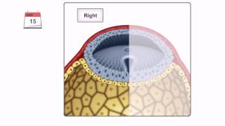 General Embryology  Detailed Animation On Gastrulation [upl. by Ilyk739]