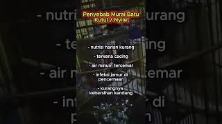 penyebab murai batu kutut  nyilet muraibatu [upl. by Irat]