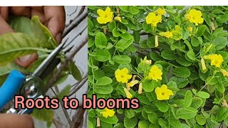 Care Of Allamanda Yellow Trumpet Vine Propagation Of Allamanda  Summer ampPermanent Flowering [upl. by Norod]