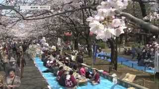 Among The Cherry Blossom Trees © Japanology Plus サクラ [upl. by Hpejsoj]