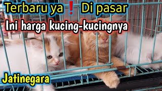 Harga Kucing Pasar Jatinegara❗november Exploring Jakarta Jatinegara Pet Market Cat Edition [upl. by Gilberte]