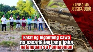 Balat ng higanteng sawa na nasa 16 feet ang haba natagpuan sa Pangasinan  Kapuso Mo Jessica Soho [upl. by Yeldah574]