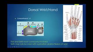 Hand examination Thumb extension and abduction EPL EPB and AbPL [upl. by Siger125]