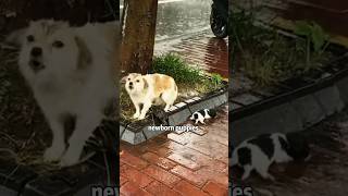 Its not vicious it’s just too scared shortvideo rescue cuteanimal dog lovestory [upl. by Ynohta]