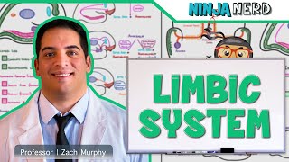 Neurology  Limbic System Anatomy amp Function [upl. by Hairahcez]