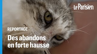 «On ne le jette pas pour les vacances»  la SPA alerte sur la hausse des abandons de chats [upl. by Bej]