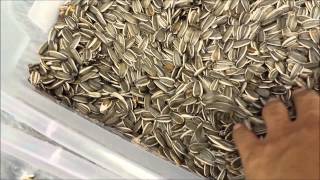 Sorting sunflower seeds by AMVT Meyer RGB Color Sorter [upl. by Kiele396]