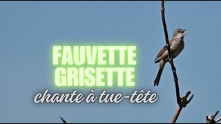 Fauvette grisette et faucon à Etretat [upl. by Ardnuhsal]