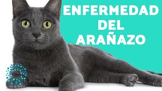 ENFERMEDADES que TRANSMITEN los GATOS 🤒🐈 Arañazo del GATO [upl. by Anayeek]