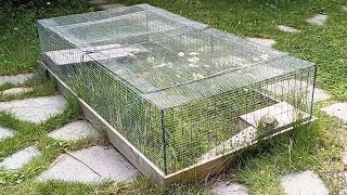 Russian tortoise outdoor enclosure caring tips and food [upl. by Audun]