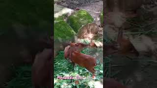 Pinnawala Zoo🐏🐧🐔🐏🐧wild animal [upl. by Oster]