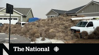 TheMoment thousands of tumbleweeds invaded Utah and Nevada [upl. by Ardnuassak]