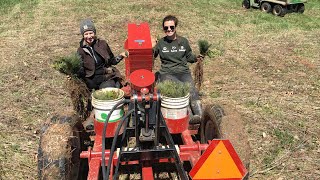 Conifer tree planting tree treeplanting conifer conservation [upl. by Alin]