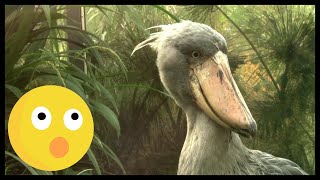 Unique Birds The Shoebill [upl. by Good337]