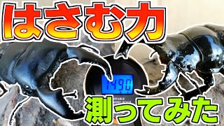 クワガタの挟む力を機械で計測してみた [upl. by Jung]