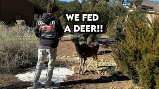 We fed a Deer Ruidoso NMpart 2 [upl. by Vladimir]