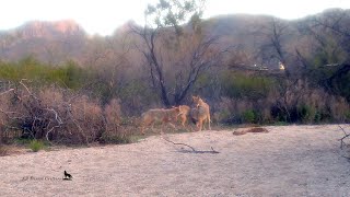 Pack of 6 coyotes playing Part 2 [upl. by Ceil]