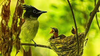 Indian Paradise Flycatcher feeding chicks indianparadiseflycatcher naturesounds wildlife [upl. by Inor]