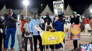 CHAMPIONNE AGNELLE ADEL VICE CHAMPIONNE ADULTE LADUMED SOHNA BALY CONFIRME [upl. by Perce]