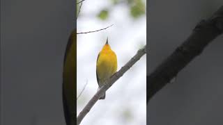 Prothonotary Warbler shorts birding birds warbler birdsounds wildlife nature birdwatching [upl. by Lydie67]