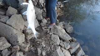 Striper fishing in Sacramento river 3 30 24 [upl. by Taryn27]