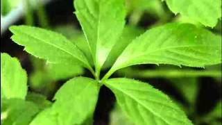 Jiaogulan Herb Benefits [upl. by Eicnan560]