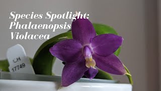 Species Spotlight Saturday  Phalaenopsis Violacea var Indigo  Fragrant Phal Summer Bloomer [upl. by Kcajyllib]