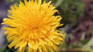 Dandelion by Tevin Campbell [upl. by Aninaig]