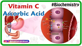 Vitamin C  Ascorbic acid Animation  MetabolismSources Synthesis  functions Scurvy [upl. by Eelyma]