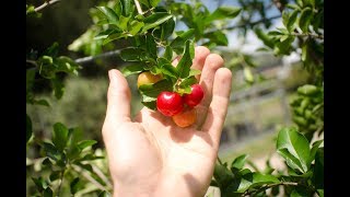 Growing Acerola aka Barbados Cherry From Cuttings [upl. by Leterg744]