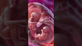 Incredible Footage of Twins Developing in the Womb [upl. by Llevad]