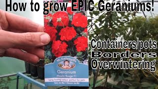 How to grow Epic Geraniums Variety Moulin Rouge F1 [upl. by Troth]